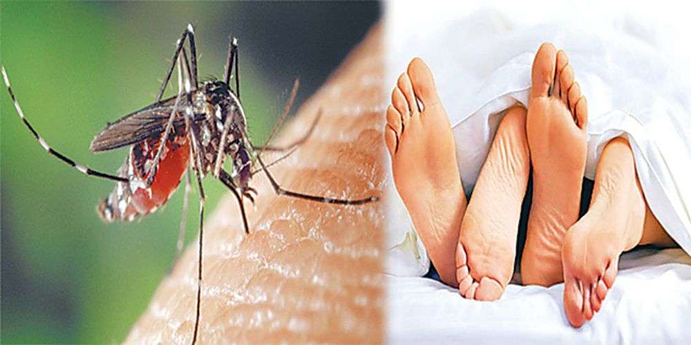 dengue via sex