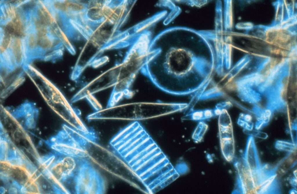 Diatoms- Tiny plants