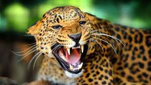 “Big cats” in the Panthera genus is found in the New World - Pathshala