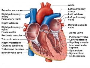 internal features of heart 