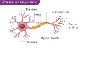 neuron 