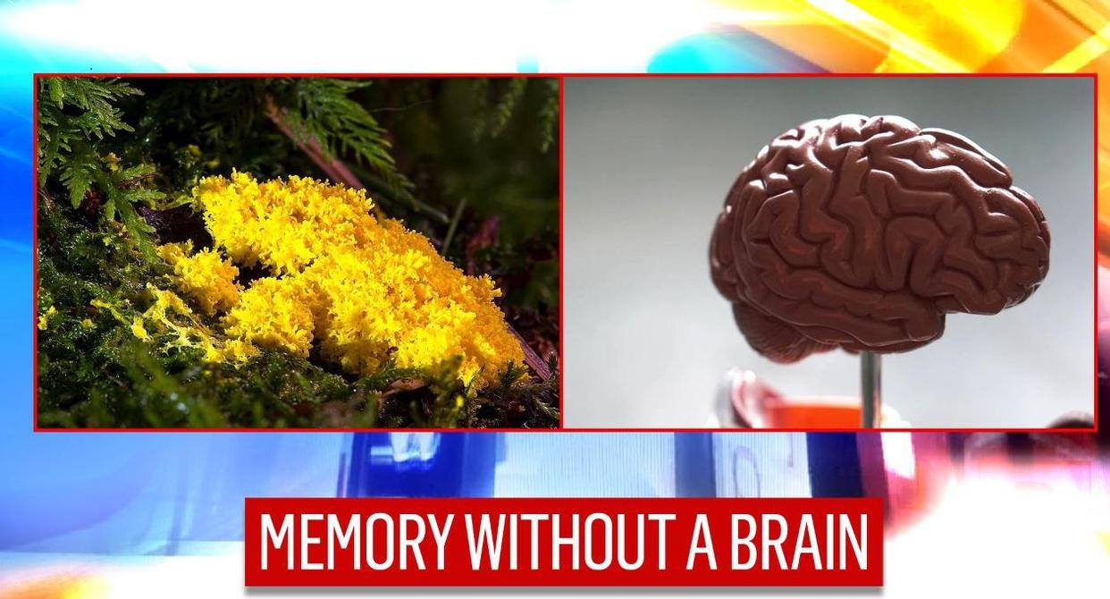 Memory without brain