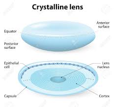 crystalline lens