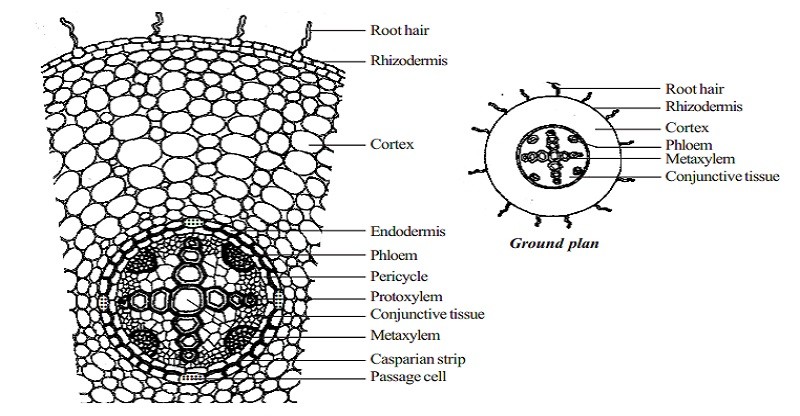 TS of dicot root