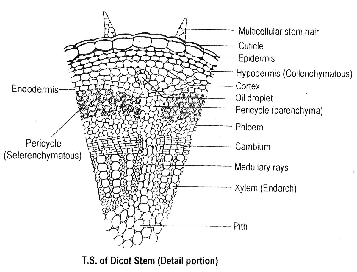 TS of dicot stem - detail portion