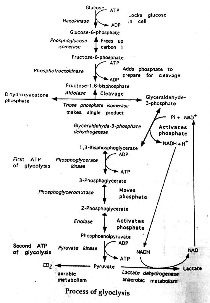 process of glycolysis
