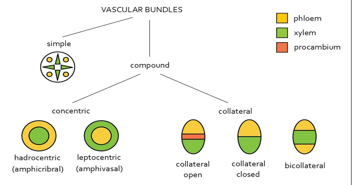 Collateral vascular bundles