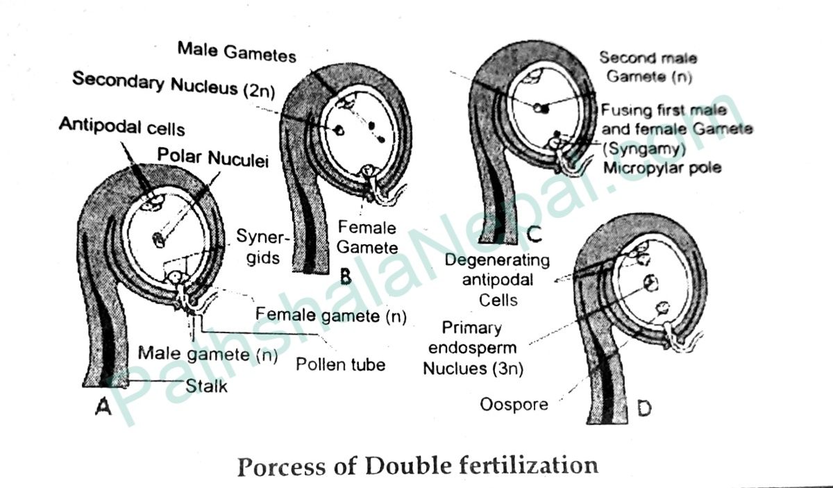 process of double fertilization