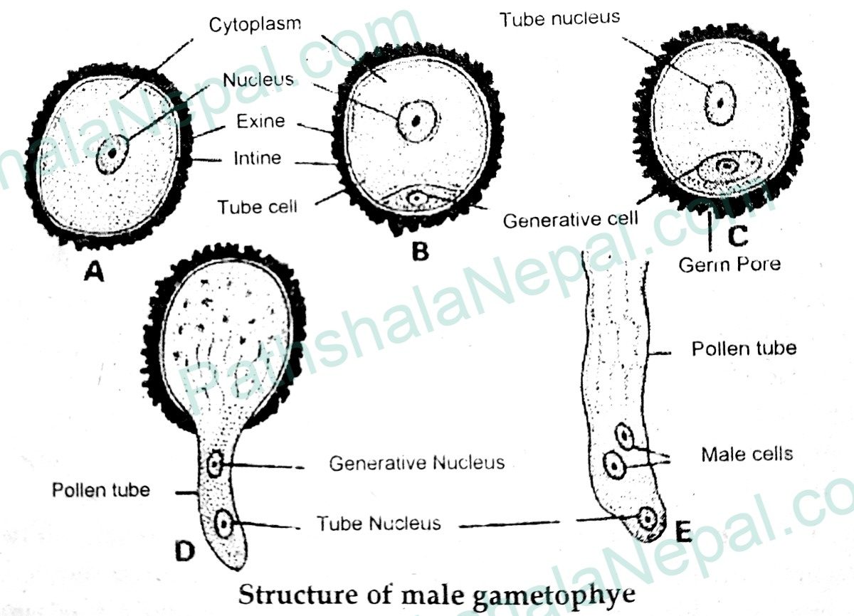 structure of male gametophyte