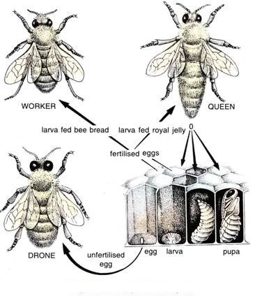 Life cycle of Bee