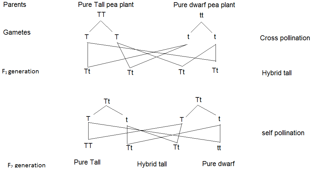 Pea Plant