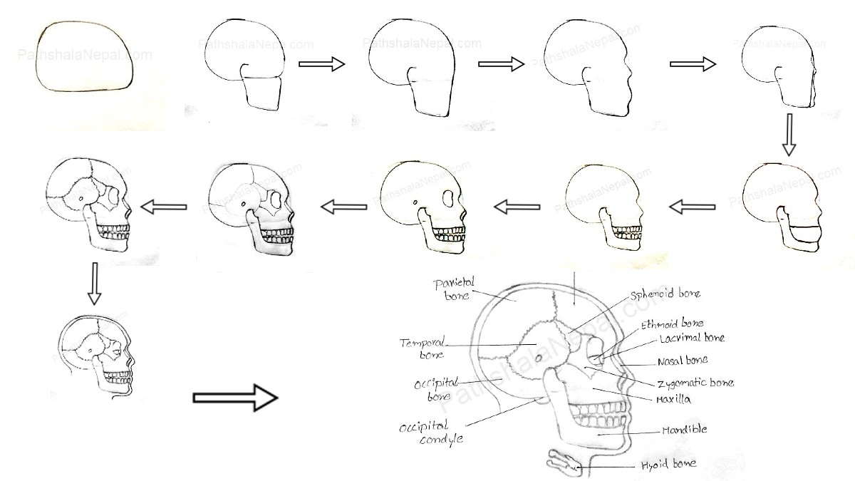 how to draw a human skull 11 easy steps
