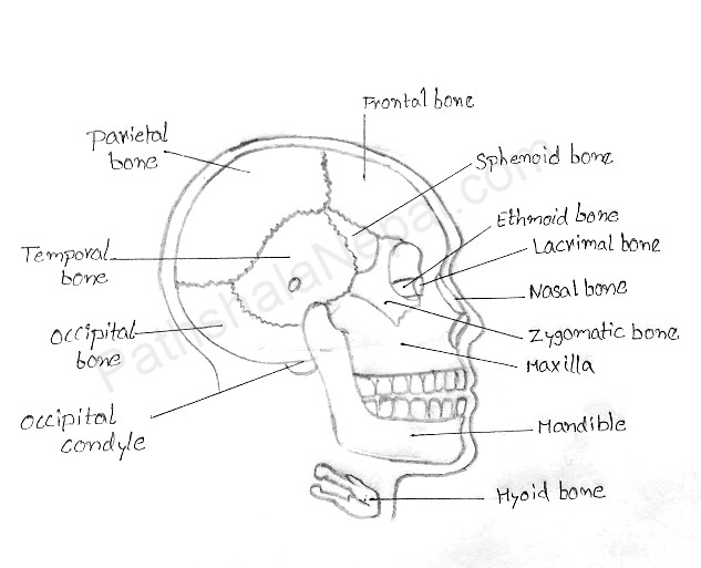 how to draw a human skull - complete labeled