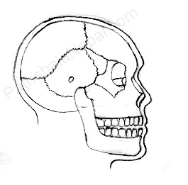 how to draw a human skull - step 11