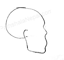 how to draw a human skull - step 5