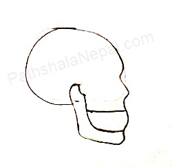 how to draw a human skull - step 6