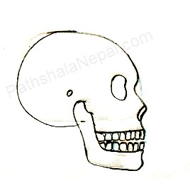 how to draw a human skull - step 8